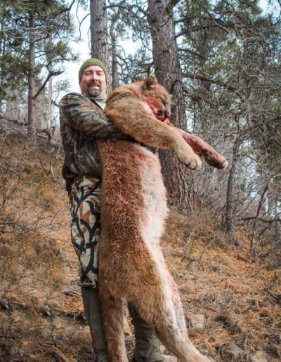 Darrell Schreiber got this Mountain Lion in Colorado with his long bow at about 15 yards.